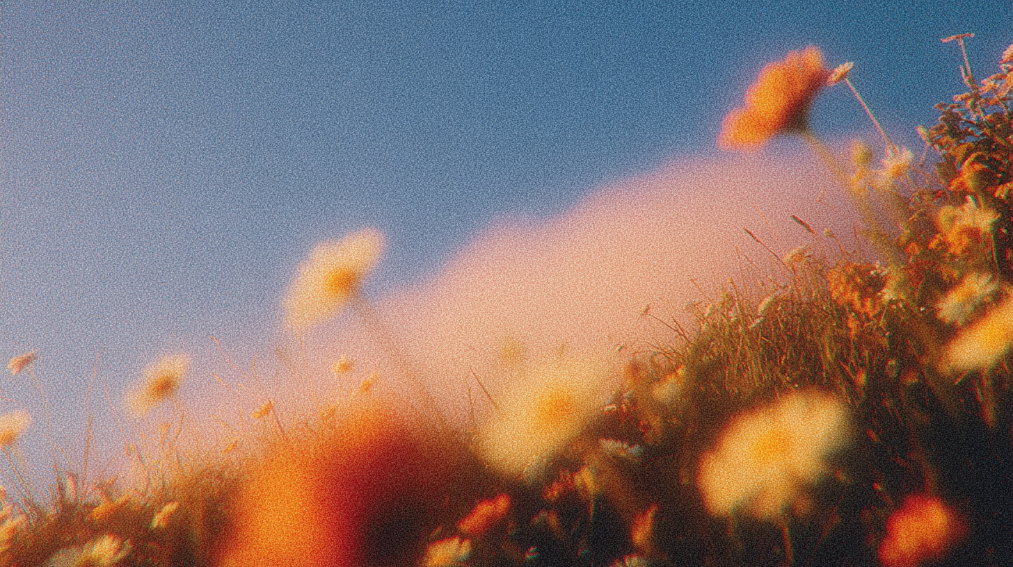 Field of Daisies against blue sky